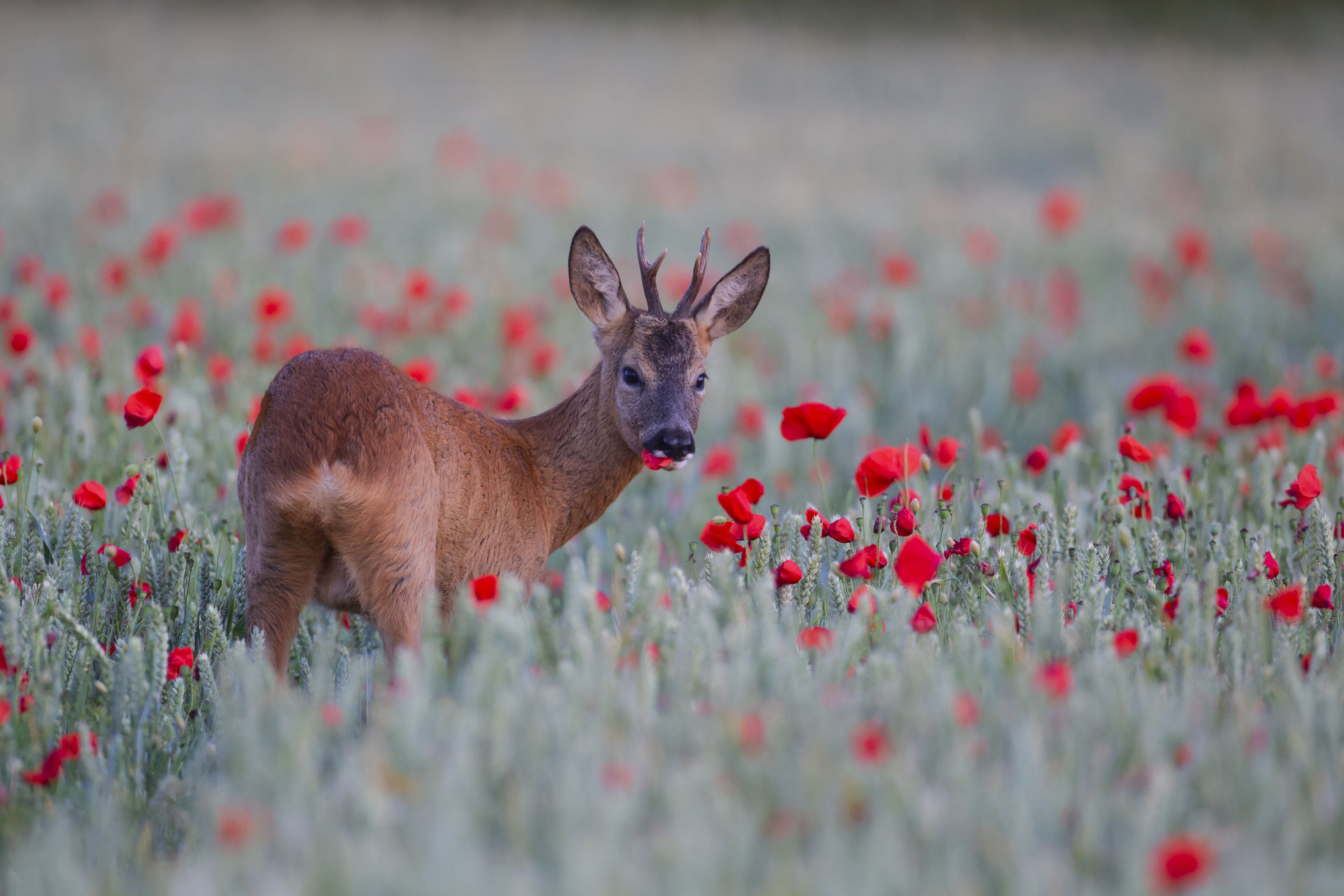 roe-deer